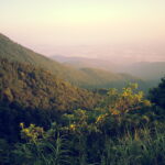 2013_Forests Tam Dao 01 (1)