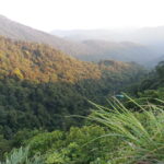 2013_Forests Tam Dao 01 (4)